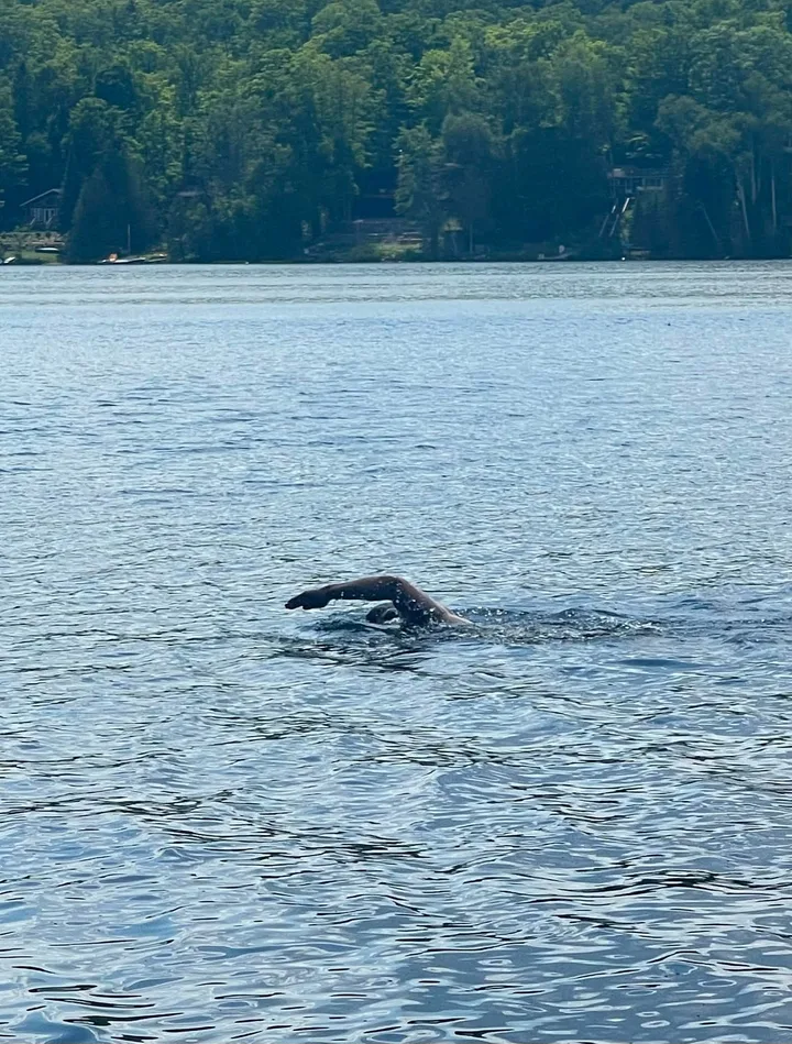 Open-water freestyle swim on a lake with a forested shoreline